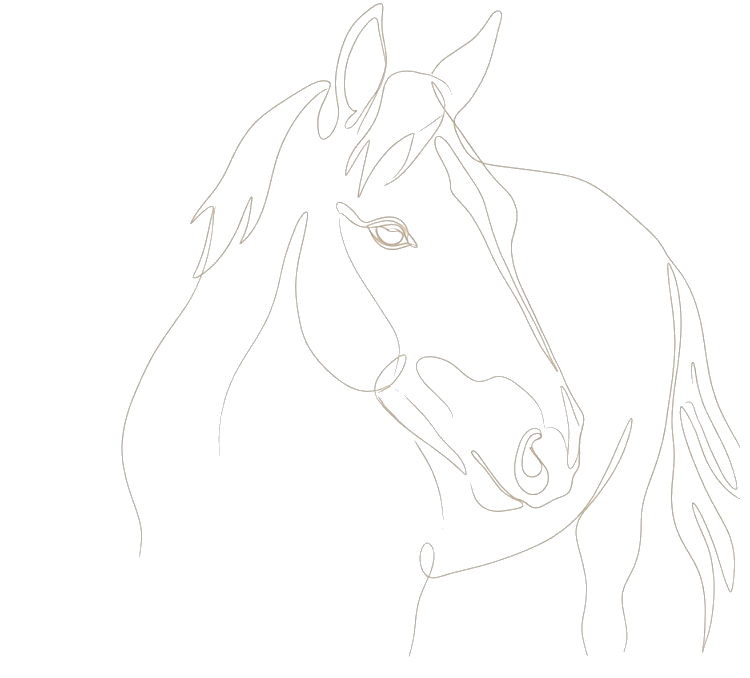Illustration photographe animalier cheval Focus-Toit en Drôme-Ardèche