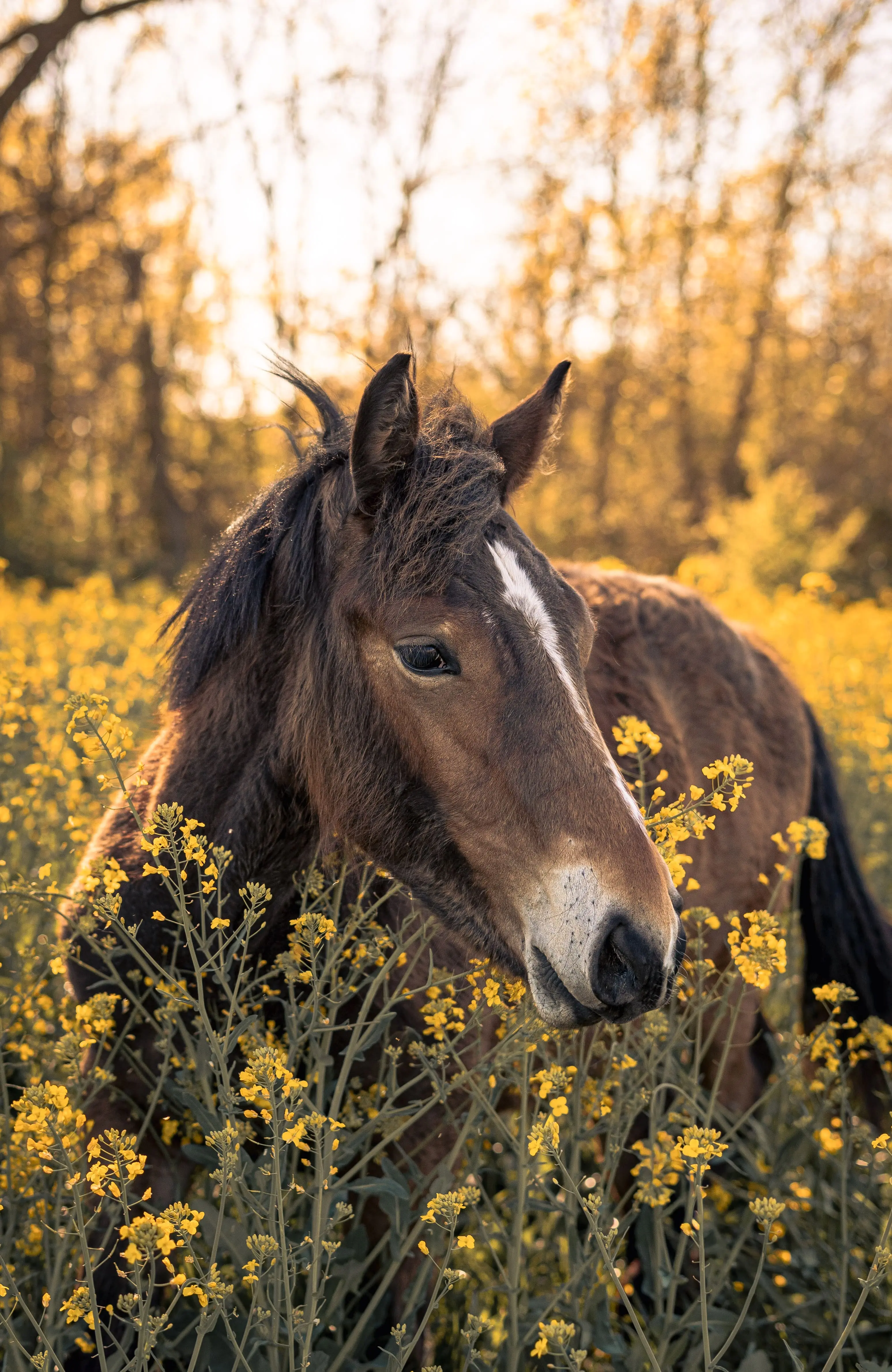 Photographie animalière portrait d'un cheval